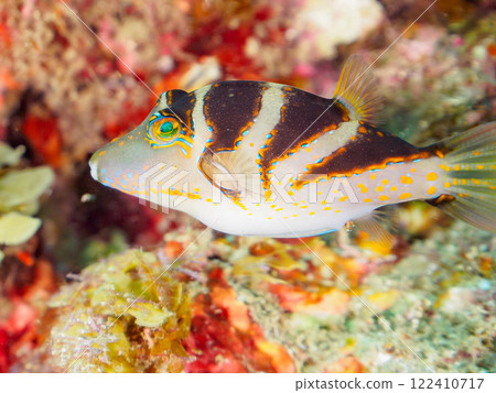 Beautiful pufferfish (Tetraodontidae) and others. Nakagi Hirizo Beach, Minamiizu-cho, Kamo-gun, Izu Peninsula, Shizuoka Prefecture, 2024 122410717
