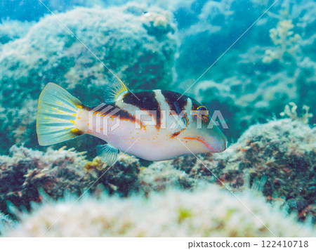 Beautiful pufferfish (Tetraodontidae) and others. Nakagi Hirizo Beach, Minamiizu-cho, Kamo-gun, Izu Peninsula, Shizuoka Prefecture, 2024 Beautiful pufferfish (Tetraodontidae) and others. Nakagi Hirizo Beach, Minamiizu-cho, Kamo-gun, Izu Peninsula, Shizuoka Prefecture, 2024 122410718