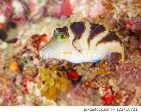 Beautiful pufferfish (Tetraodontidae) and others. Nakagi Hirizo Beach, Minamiizu-cho, Kamo-gun, Izu Peninsula, Shizuoka Prefecture, 2024 Beautiful pufferfish (Tetraodontidae) and others. Nakagi Hirizo Beach, Minamiizu-cho, Kamo-gun, Izu Peninsula, Shizuoka Prefecture, 2024 122410721