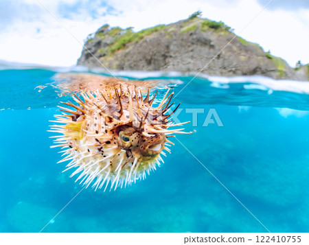 A half-surface shot of a beautiful porcupine fish, inflated and floating on the water. Nakagi Hirizo Beach, Minamiizu-cho, Kamo-gun, Izu Peninsula, Shizuoka Prefecture, 2024 A half-surface shot of a beautiful porcupine fish, inflated and floating on the water. Nakagi Hirizo Beach, Minamiizu-cho, Kamo-gun, Izu Peninsula, Shizuoka Prefecture, 2024 122410755