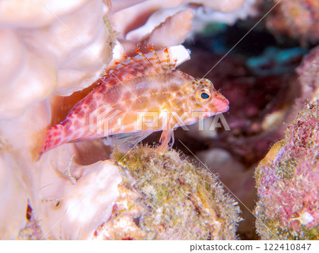 Beautiful bleached table corals and cute juvenile hawkfish. Nakagi Hirizo Beach, Minamiizu-cho, Kamo-gun, Izu Peninsula, Shizuoka Prefecture 122410847