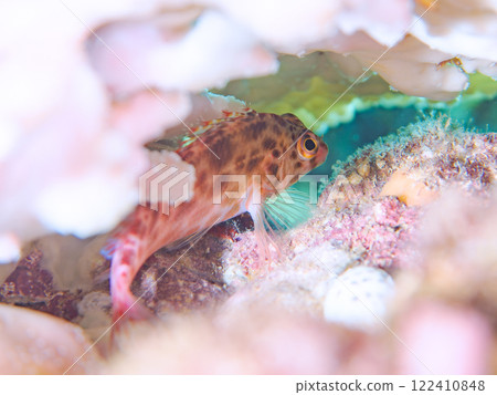 美麗的餐桌珊瑚，有白化現象，還有可愛的小 Hemegombe 魚。靜岡縣伊豆半島加茂郡南伊豆町中木埼浜 122410848