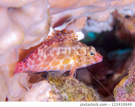 Beautiful bleached table corals and cute juvenile hawkfish. Nakagi Hirizo Beach, Minamiizu-cho, Kamo-gun, Izu Peninsula, Shizuoka Prefecture Beautiful bleached table corals and cute juvenile hawkfish. Nakagi Hirizo Beach, Minamiizu-cho, Kamo-gun, Izu Peninsula, Shizuoka Prefecture 122410849