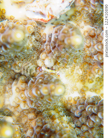 Cute coral crabs and other creatures living on bleached table coral. Nakagi Hirizo Beach, Minamiizu-cho, Kamo-gun, Izu Peninsula, Shizuoka Prefecture 122410890