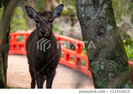 Deer standing in front of a red bridge Deer standing in front of a red bridge 122410925