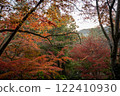 Vivid gradation of autumn leaves 122410930