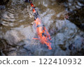 Brightly colored carp in a pond 122410932