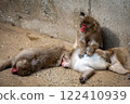 Interacting with Japanese macaques 122410939