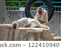 Japanese hair dressing macaques 122410940