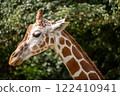 Giraffe profile close-up 122410941