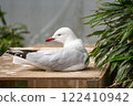 Sitting Silver Gull 122410942