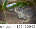 Philippine Hokage Lizard 122410943