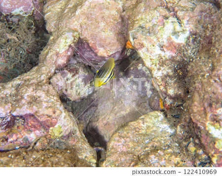 Cute juvenile longfin tang (family Scyphotidae) and others. Nakagi Hirizo Beach, Minamiizu-cho, Kamo-gun, Izu Peninsula, Shizuoka Prefecture, 2024 122410969