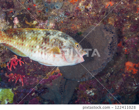 A beautiful and large parrotfish. It often has a parasitic worm called a stag beetle in its mouth. Nakagi Hirizo Beach, Minamiizu-cho, Kamo-gun, Izu Peninsula, Shizuoka Prefecture 122411028