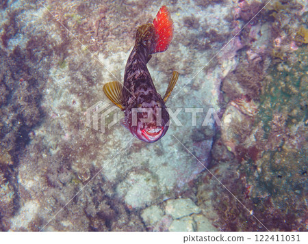 A beautiful and large parrotfish. It often has a parasitic worm called a stag beetle in its mouth. Nakagi Hirizo Beach, Minamiizu-cho, Kamo-gun, Izu Peninsula, Shizuoka Prefecture 122411031