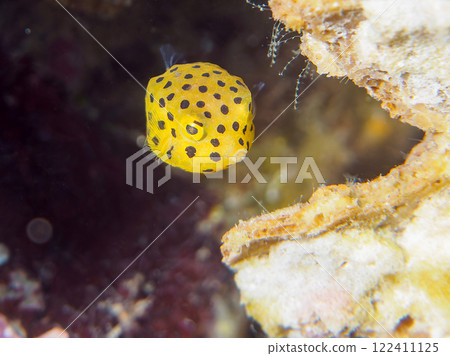A cute juvenile boxfish (family Oligodontidae). Nakagi Hirizo Beach, Minamiizu-cho, Kamo-gun, Izu Peninsula, Shizuoka Prefecture, 2024 122411125