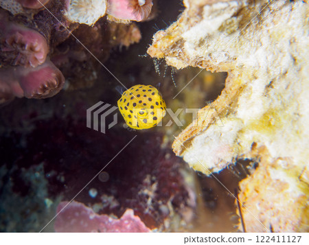 A cute juvenile boxfish (family Oligodontidae). Nakagi Hirizo Beach, Minamiizu-cho, Kamo-gun, Izu Peninsula, Shizuoka Prefecture, 2024 122411127