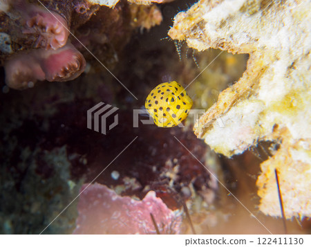 A cute juvenile boxfish (family Oligodontidae). Nakagi Hirizo Beach, Minamiizu-cho, Kamo-gun, Izu Peninsula, Shizuoka Prefecture, 2024 122411130