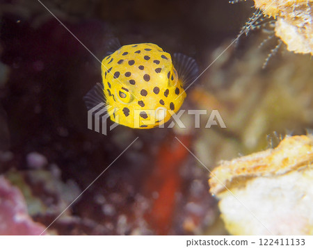 A cute juvenile boxfish (family Oligodontidae). Nakagi Hirizo Beach, Minamiizu-cho, Kamo-gun, Izu Peninsula, Shizuoka Prefecture, 2024 122411133