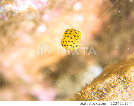 A cute juvenile boxfish (family Oligodontidae). Nakagi Hirizo Beach, Minamiizu-cho, Kamo-gun, Izu Peninsula, Shizuoka Prefecture, 2024 122411134