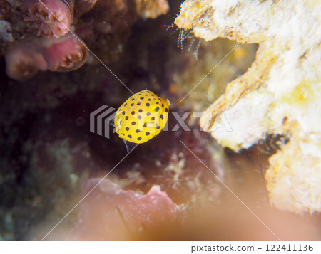A cute juvenile boxfish (family Oligodontidae). Nakagi Hirizo Beach, Minamiizu-cho, Kamo-gun, Izu Peninsula, Shizuoka Prefecture, 2024 122411136