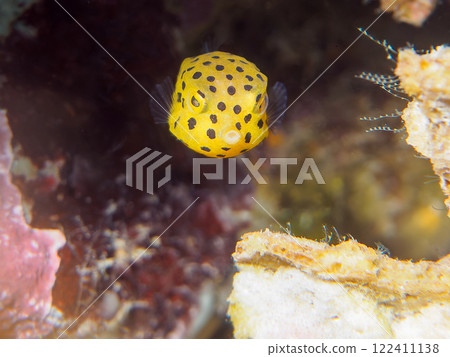 A cute juvenile boxfish (family Oligodontidae). Nakagi Hirizo Beach, Minamiizu-cho, Kamo-gun, Izu Peninsula, Shizuoka Prefecture, 2024 A cute juvenile boxfish (family Oligodontidae). Nakagi Hirizo Beach, Minamiizu-cho, Kamo-gun, Izu Peninsula, Shizuoka Prefecture, 2024 122411138