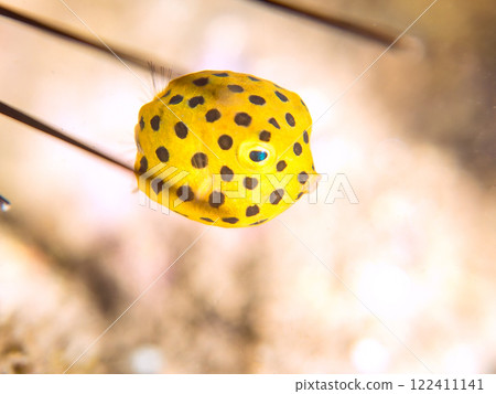 A cute juvenile boxfish (family Oligodontidae). Nakagi Hirizo Beach, Minamiizu-cho, Kamo-gun, Izu Peninsula, Shizuoka Prefecture, 2024 122411141