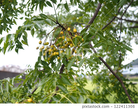 Close-up of China tree leaves and fruits (fruit-bearing China tree on the banks of Kagami River) 122411308