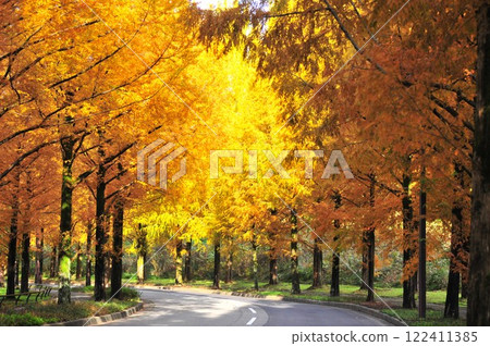 Metasequoia Tree Line 122411385