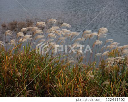 Japanese silver grass swaying in the autumn breeze (left bank of the Kagami River) 122411502