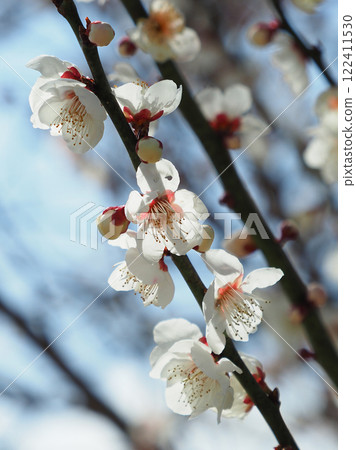 Plum blossoms in Dazaifu (for praying for success in exams, etc.) Plum blossoms in Dazaifu (for praying for success in exams, etc.) 122411530