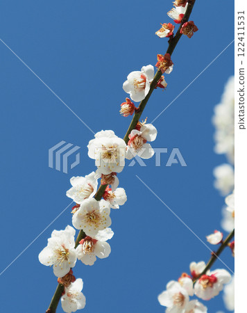 Plum blossoms in Dazaifu (for praying for success in exams, etc.) Plum blossoms in Dazaifu (for praying for success in exams, etc.) 122411531