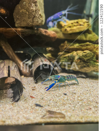 Tropical freshwater aquarium with blue and green crayfish. Shallow depth of field. 122411590