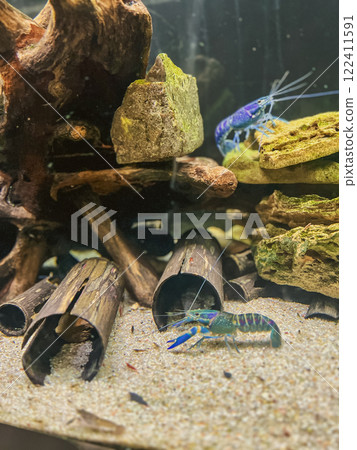 Tropical freshwater aquarium with blue and green crayfish. Shallow depth of field. 122411591