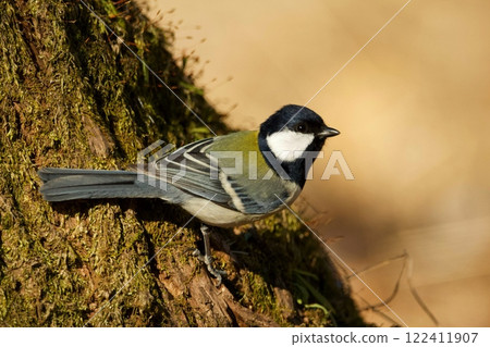 Great tit Great tit 122411907