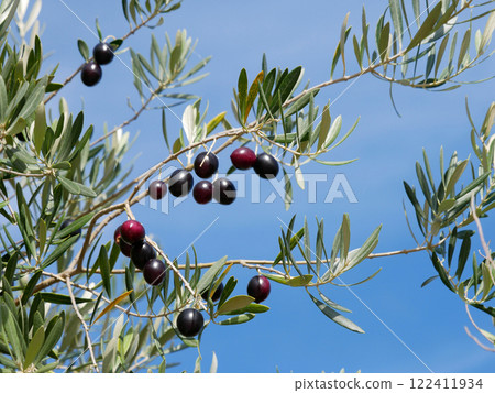 橄欖樹 橄欖樹 122411934