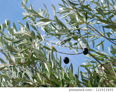 橄欖樹 橄欖樹 122411935