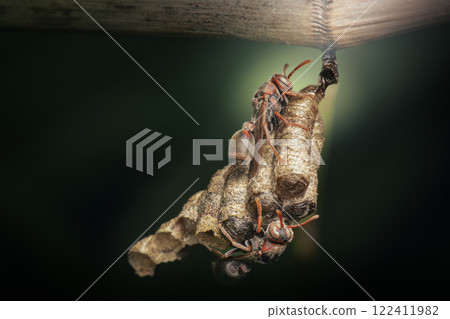 Paper Wasps 122411982
