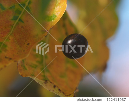 The variegated leaves and black berries of a camphor tree bathed in sunlight (close-up of camphor berries) The variegated leaves and black berries of a camphor tree bathed in sunlight (close-up of camphor berries) 122411987