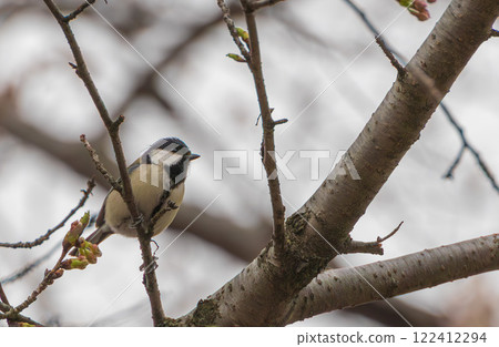 雌性山雀棲息在樹上 122412294