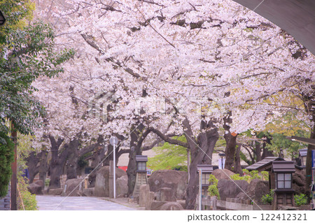 Cherry blossoms of sound-free water park 122412321