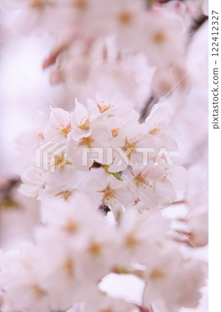 Cherry at Asukayama Park 122412327