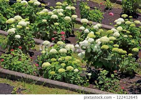 Hydrangea Hydrangea 122412645