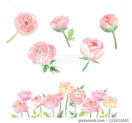 粉紅色毛茛屬植物的水彩插圖 粉紅色毛茛屬植物的水彩插圖 122412695
