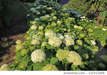 Hydrangea 122412698