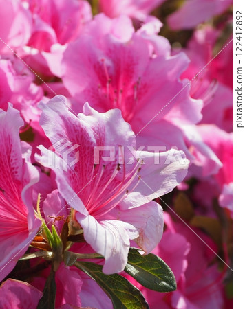 Beautiful azalea (Azalea) Beautiful azalea (Azalea) 122412892