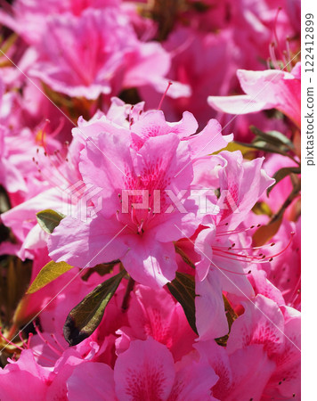 Beautiful azalea (Azalea) 122412899