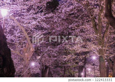 大宮公園的櫻花 122413331