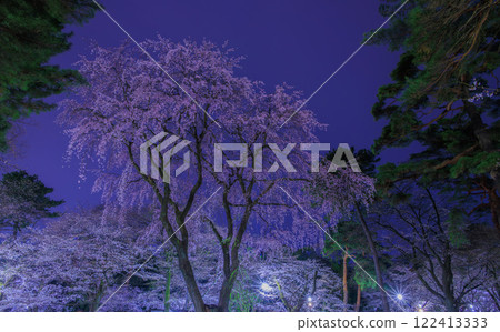 Illuminated weeping cherry blossoms at Omiya Park Illuminated weeping cherry blossoms at Omiya Park 122413333