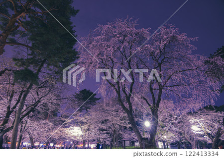 Illuminated weeping cherry blossoms at Omiya Park 122413334